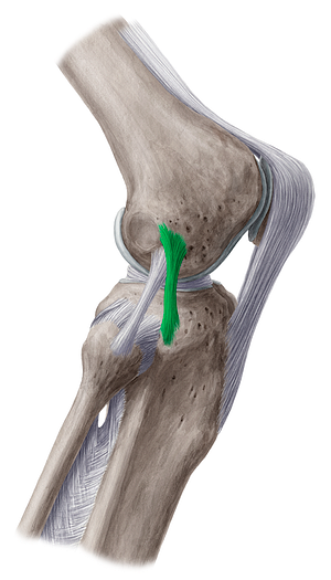 Anterolateral ligament of knee (#4468)