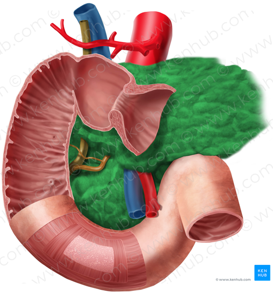 Pancreas (#7609)