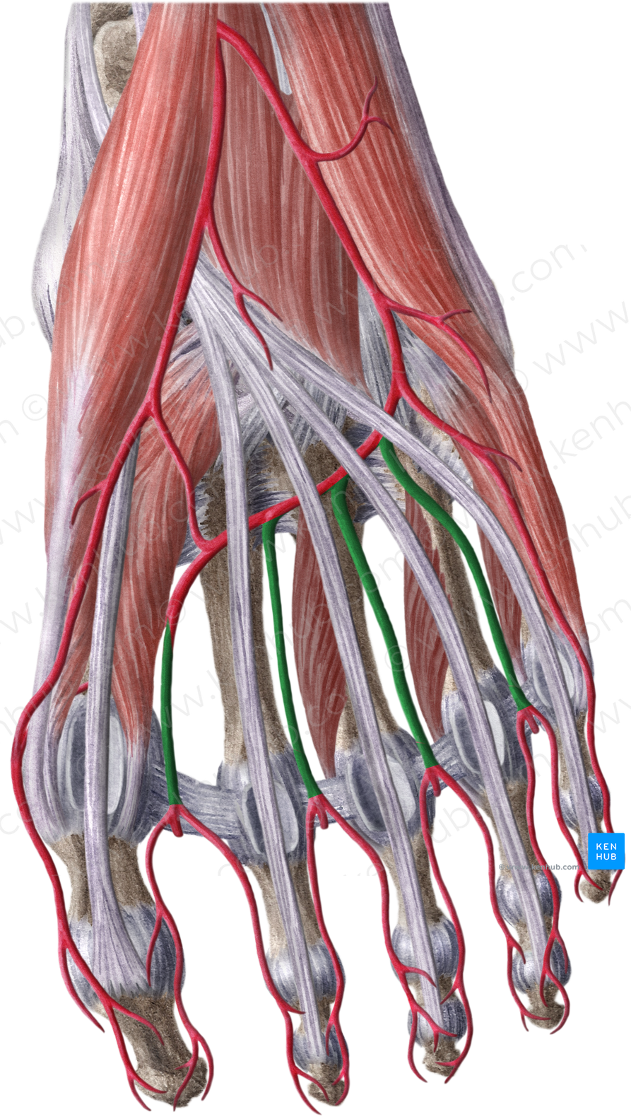 Plantar metatarsal arteries (#1175)
