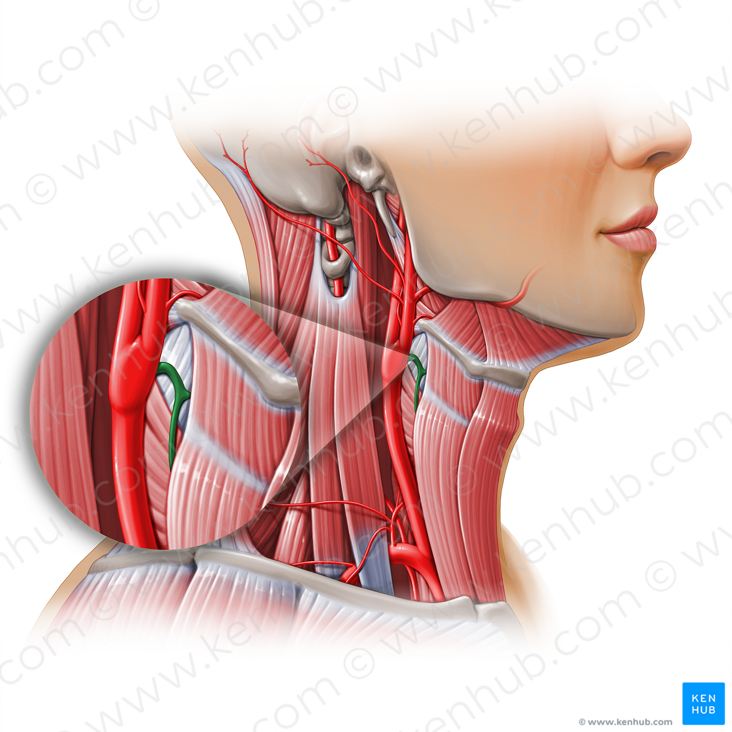 Superior thyroid artery (#11157)