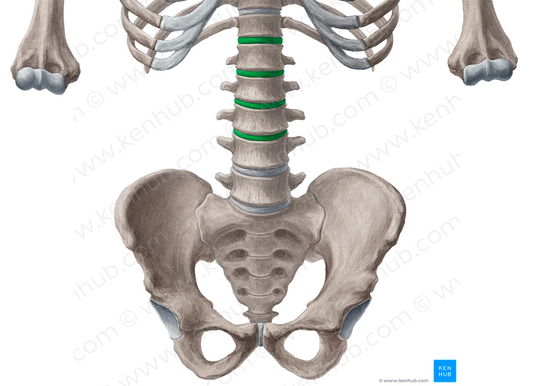 Intervertebral discs T12-L4 (#3270)