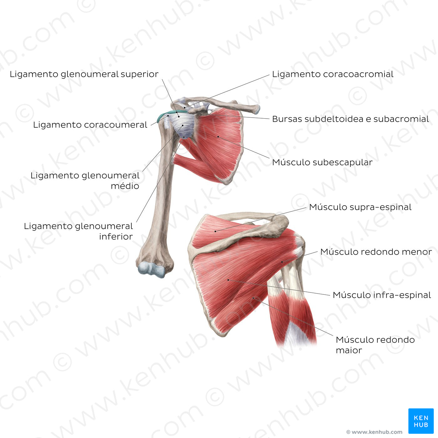 Shoulder joint - Anterior/posterior (Portuguese)