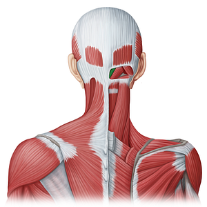 Rectus capitis posterior minor muscle (#20034)