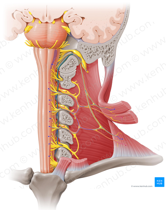 Spinal root of accessory nerve (#8464)