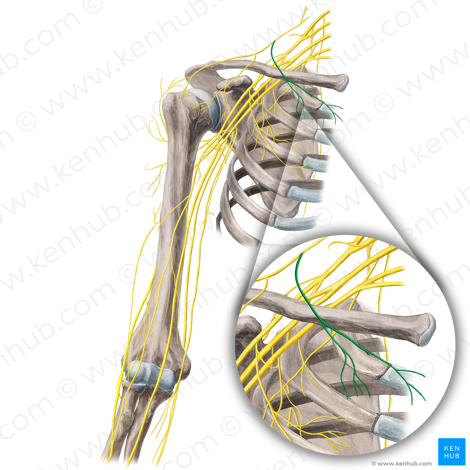 Medial supraclavicular nerves (#21680)