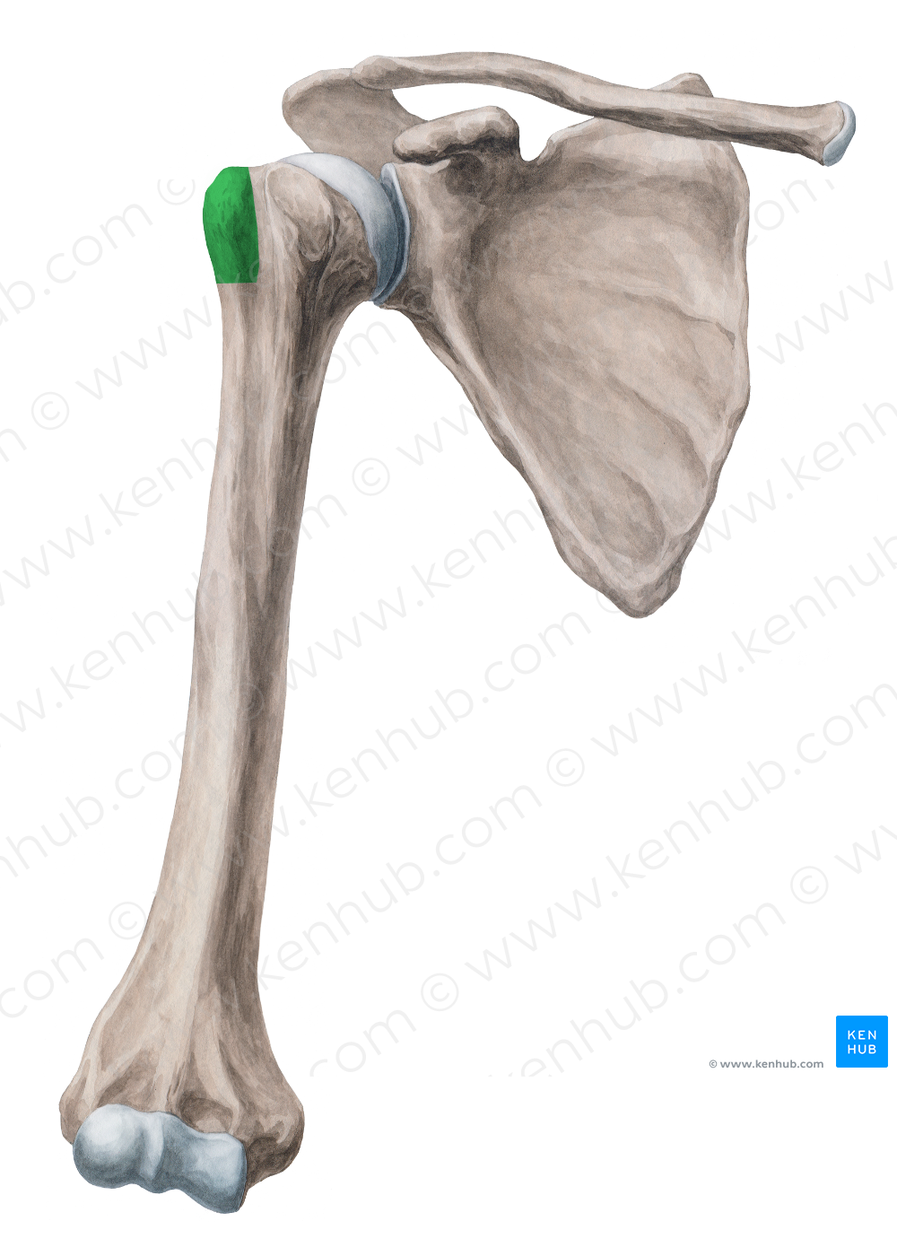 Greater tubercle of humerus (#9734)