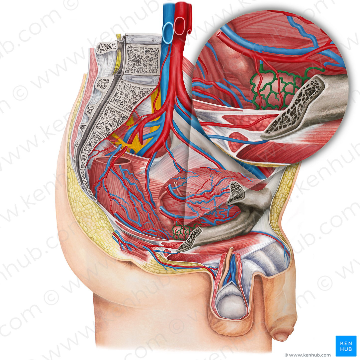 Prostatic venous plexus (#20641)