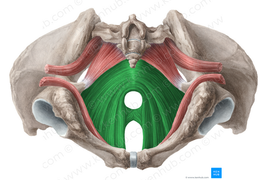 Levator ani muscle (#5530)