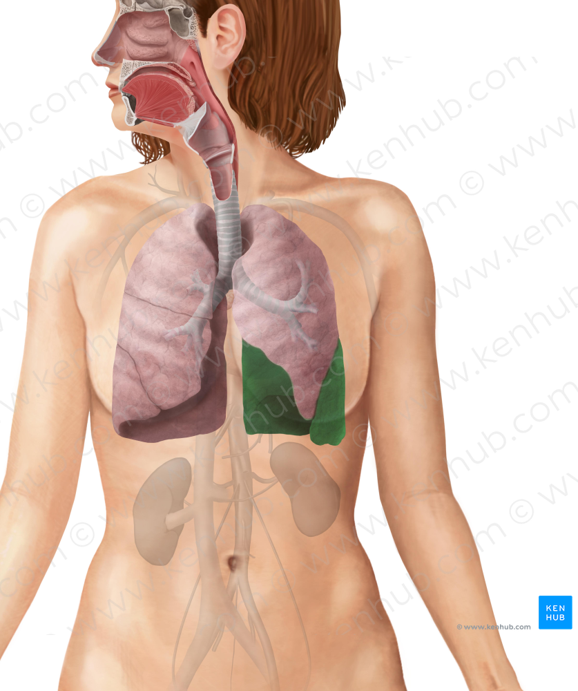Inferior lobe of left lung (#4831)