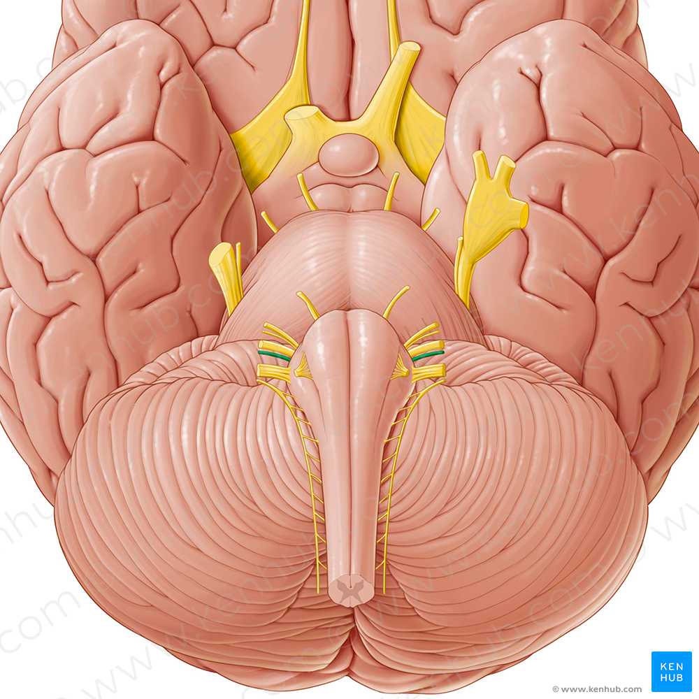 Glossopharyngeal nerve (#6435)