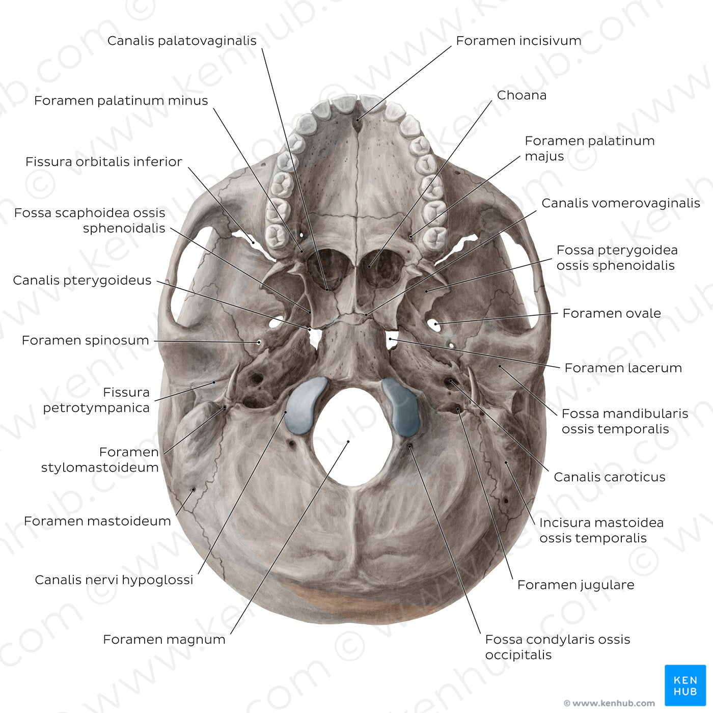 Inferior base of the skull - Foramina, fissures, and canals (Latin ...