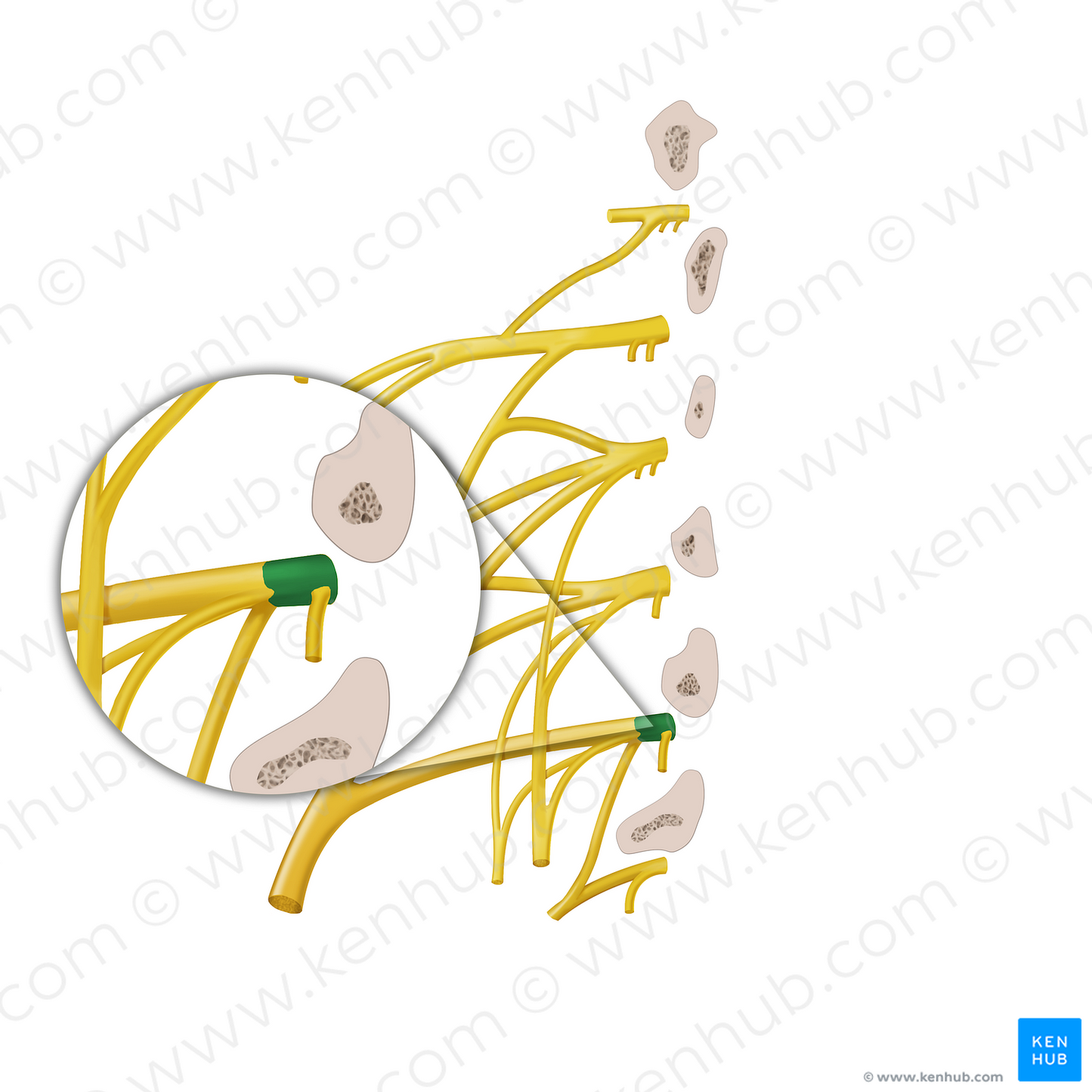 Anterior ramus of spinal nerve L4 (#12888)
