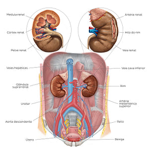 Urinary system - Overview (Portuguese)