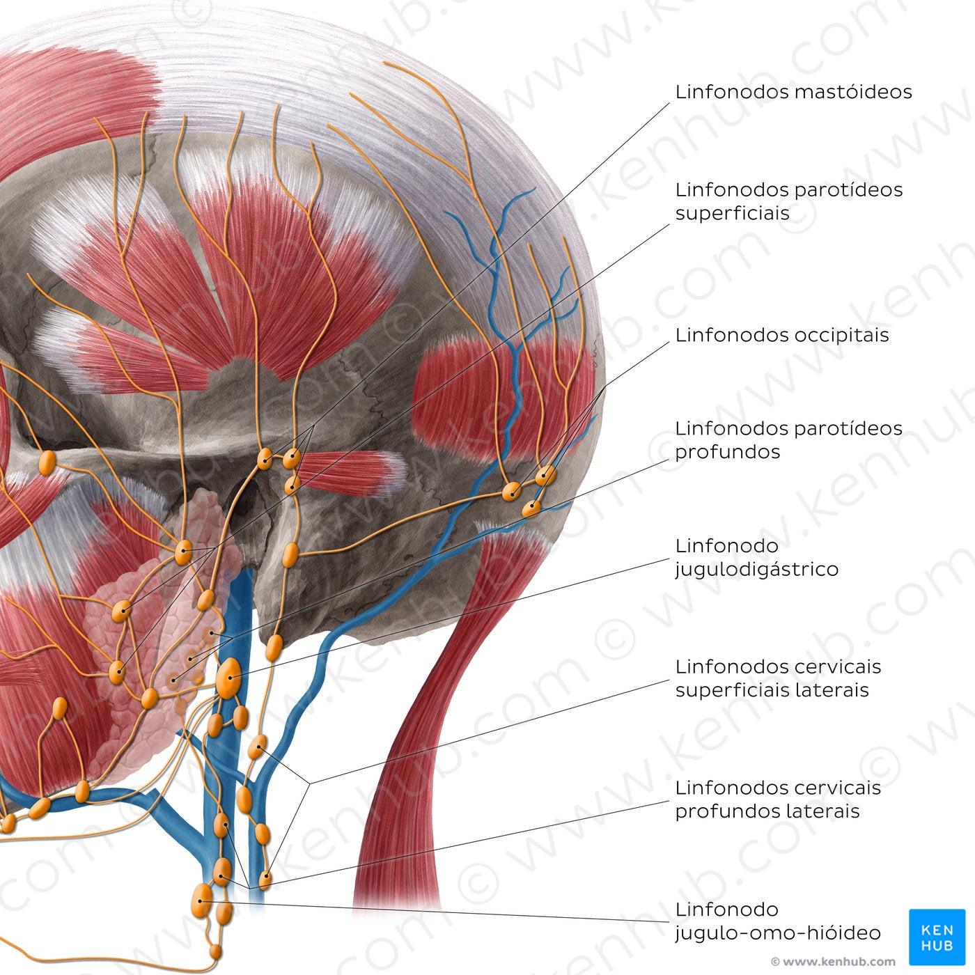 Lymphatics of the neck (Lateral) (Portuguese)