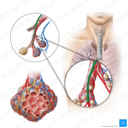 Pulmonary artery (#11303)