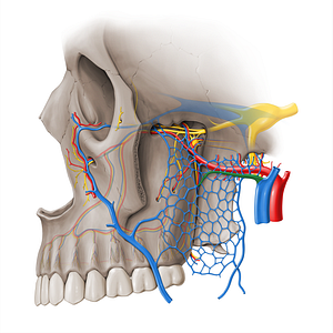 Maxillary vein (#18515)