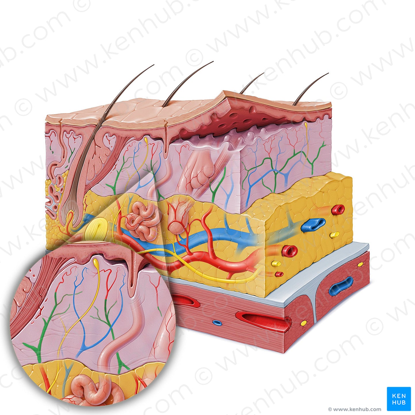 Dermal arterial plexus (#19847)