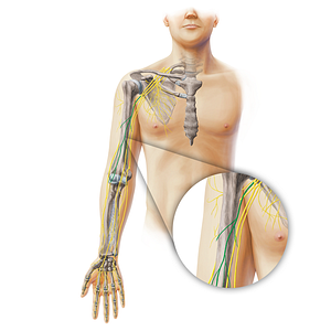 Musculocutaneous nerve (#19371)