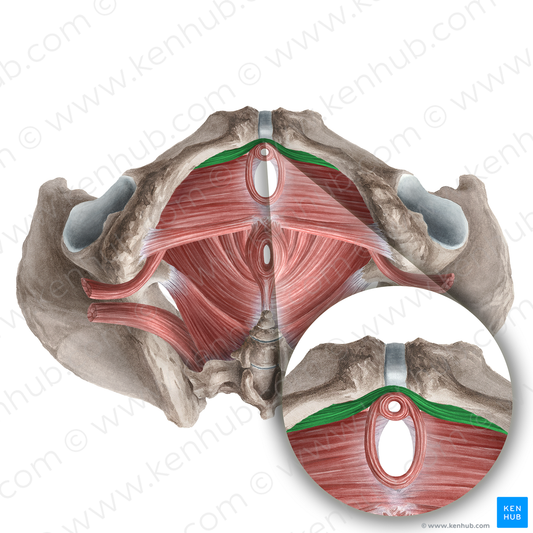 Compressor urethrae muscle (#21257)