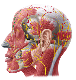Supratrochlear nerve (#6800)
