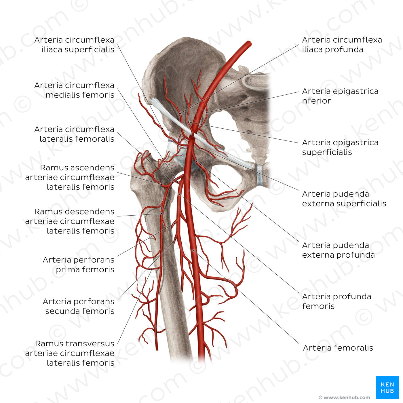 Femoral artery and its branches (Latin)