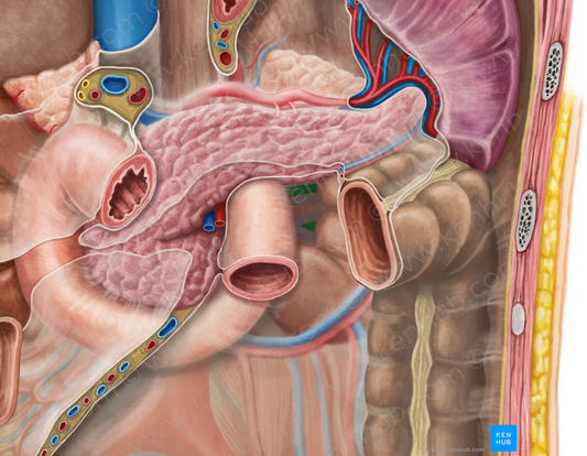 Left renal artery (#1753)