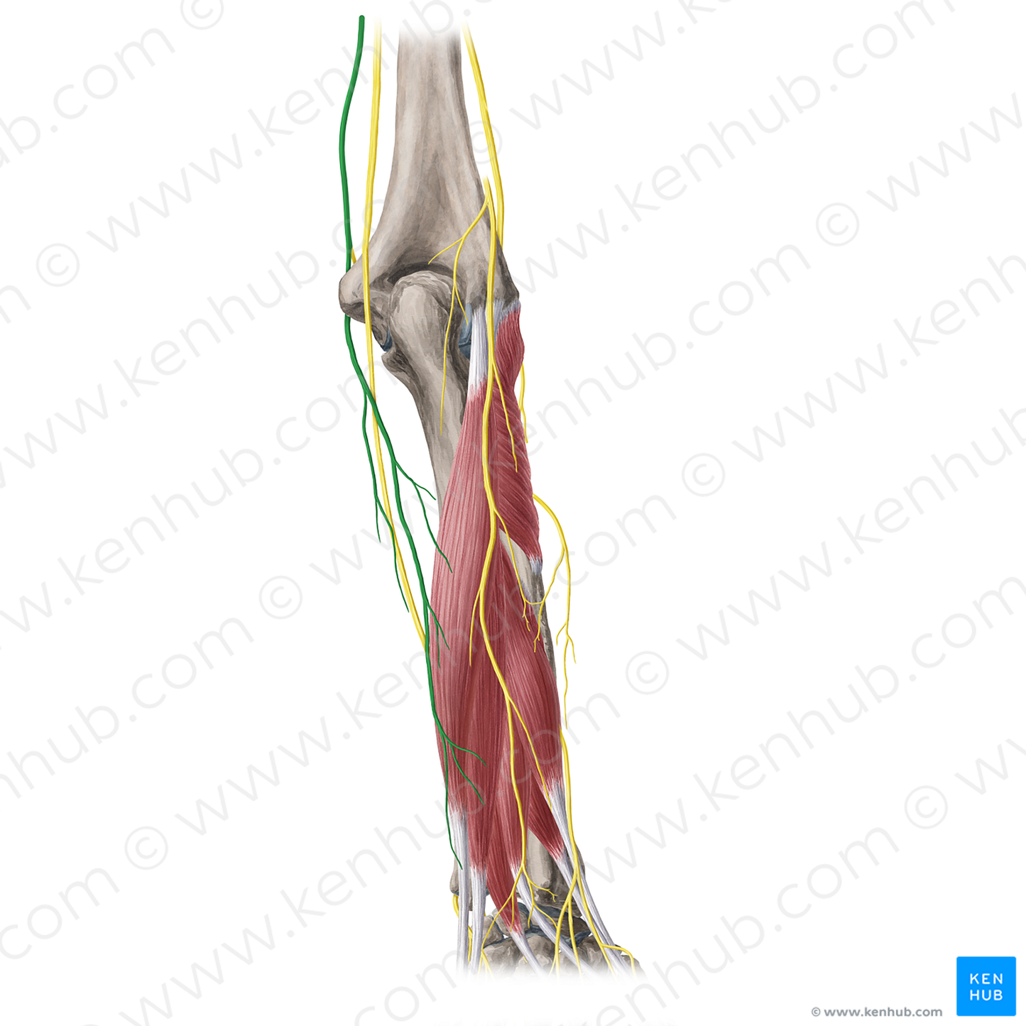 Medial antebrachial cutaneous nerve (#6364)