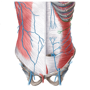 10th-11th posterior intercostal veins (#21575)