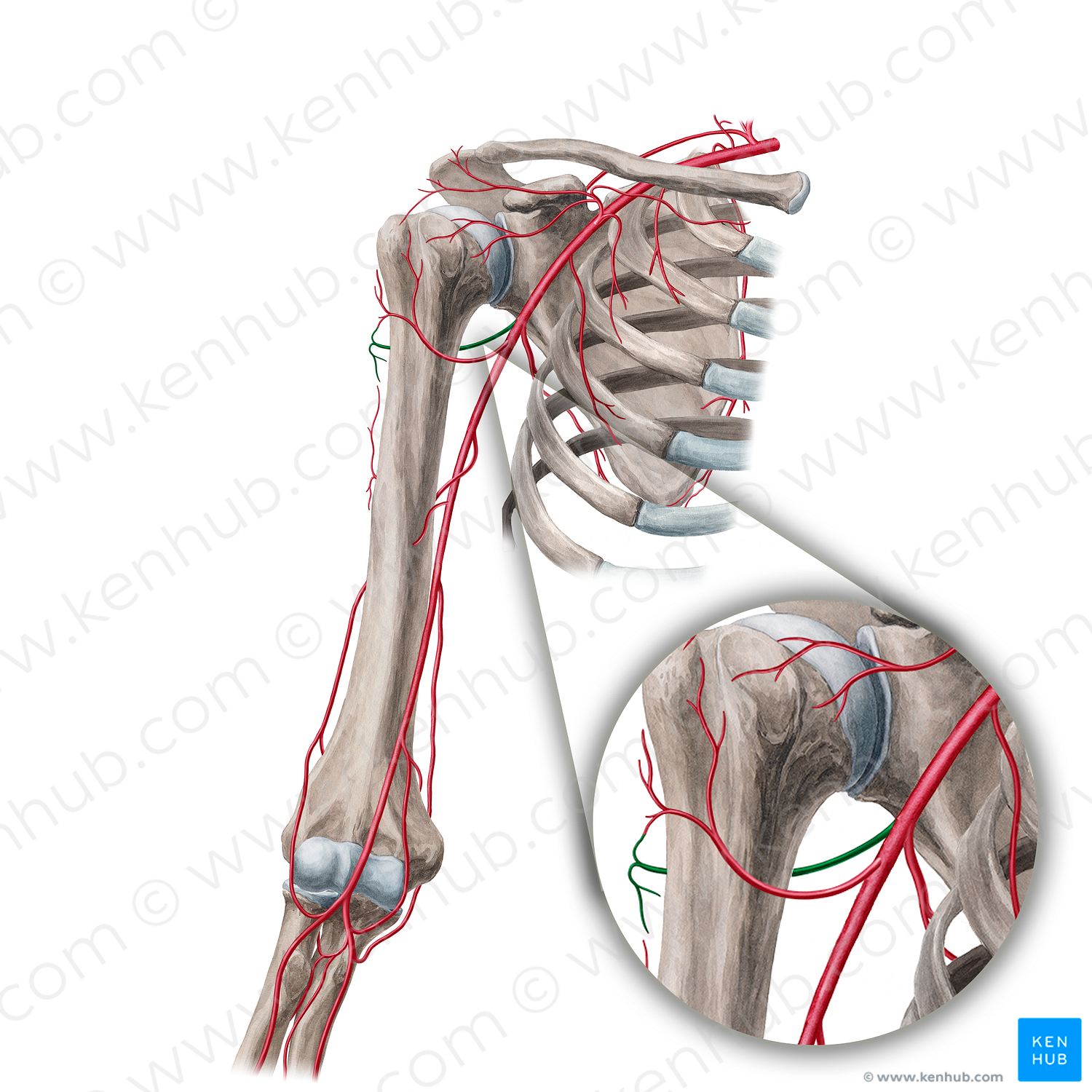 Posterior circumflex humeral artery (#1039)