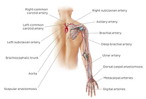 Main arteries of the upper limb - posterior (English)