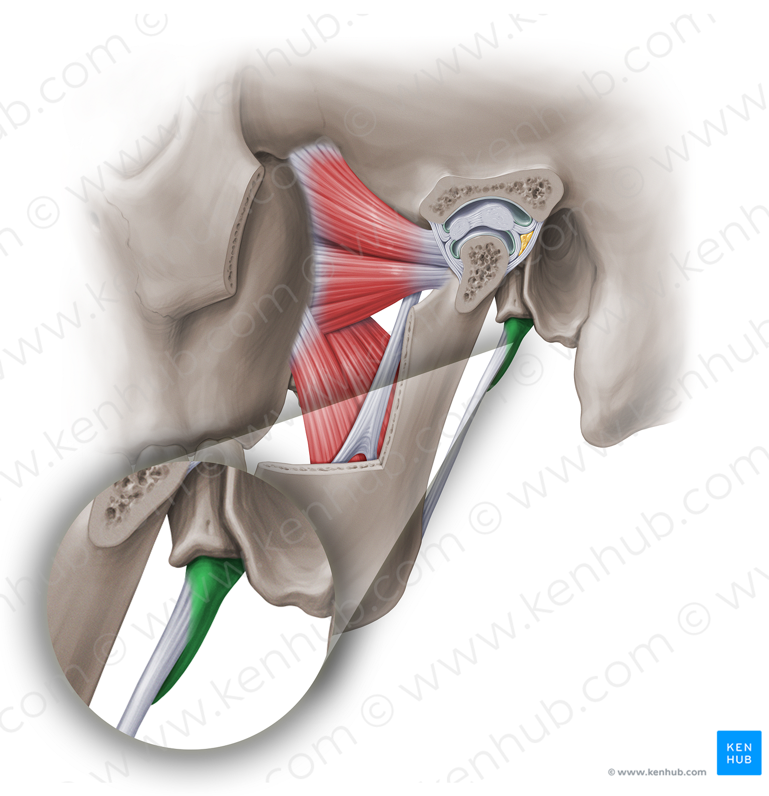 Styloid process of temporal bone (#18875)