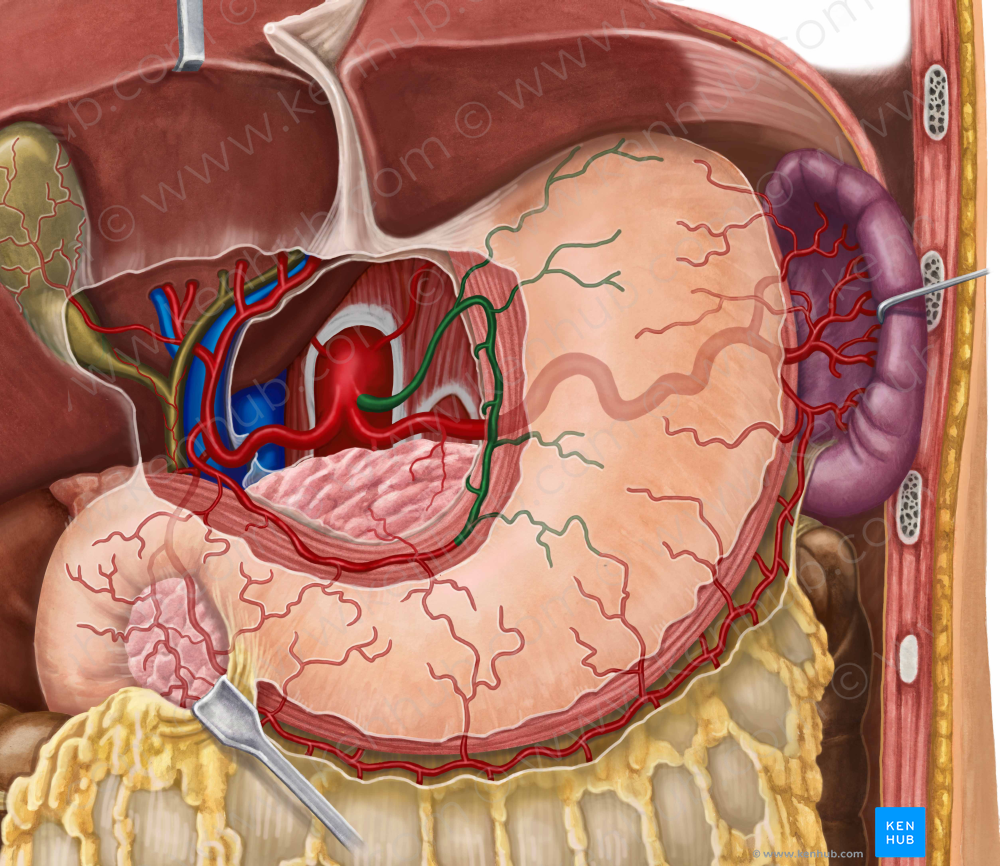 Left gastric artery (#1284)