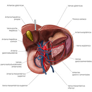 Hepatic portal vein (Spanish)