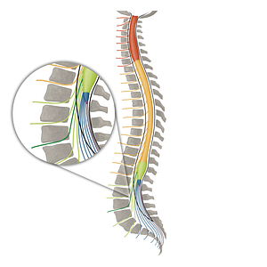 Spinal nerve L3 (#16119)