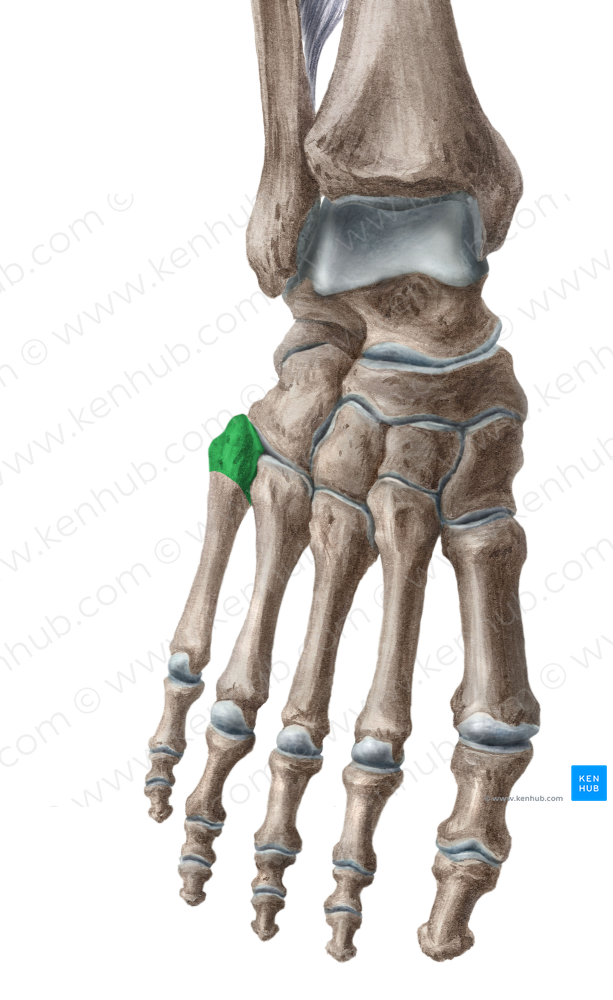 Base of 5th metatarsal bone (#2175)