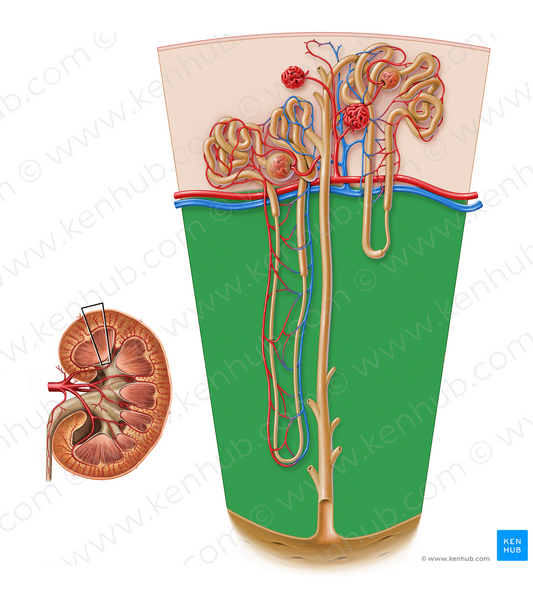 Renal medulla (#17174)