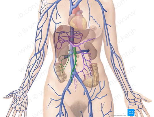 Superior mesenteric vein (#10420)