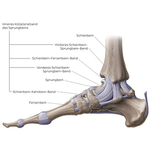 Ankle joint: Medial view (German)
