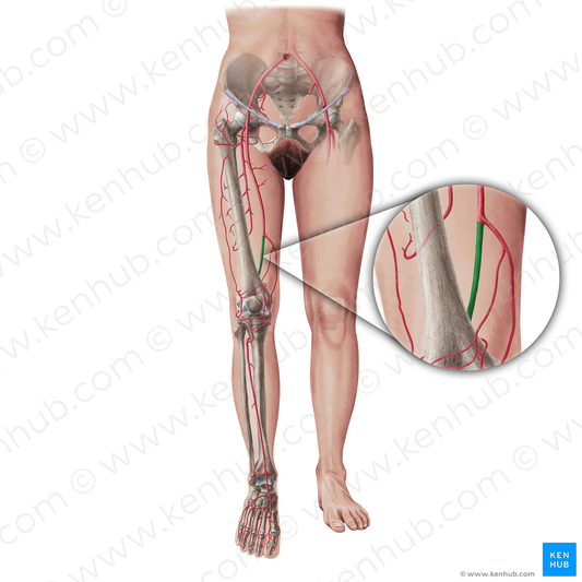 Popliteal artery (#19405)