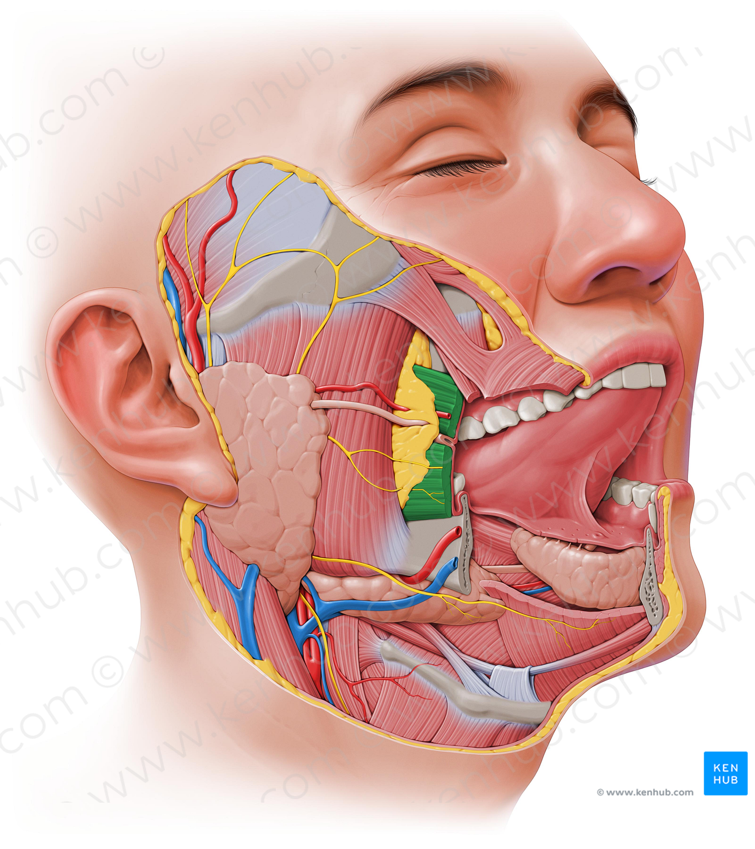 Buccinator muscle (#5241)