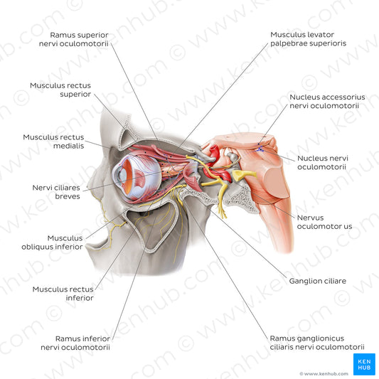 Oculomotor nerve (Latin)