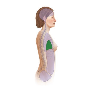 Middle mediastinum (#19451)