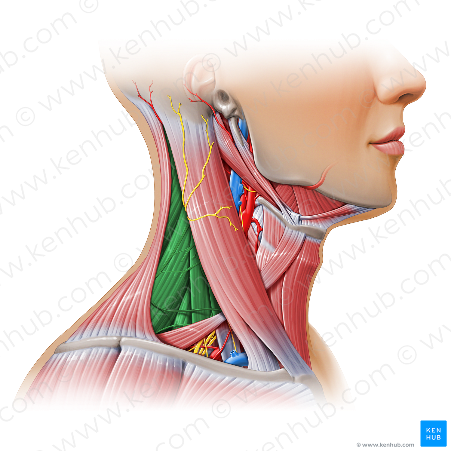 Occipital triangle (#17940)