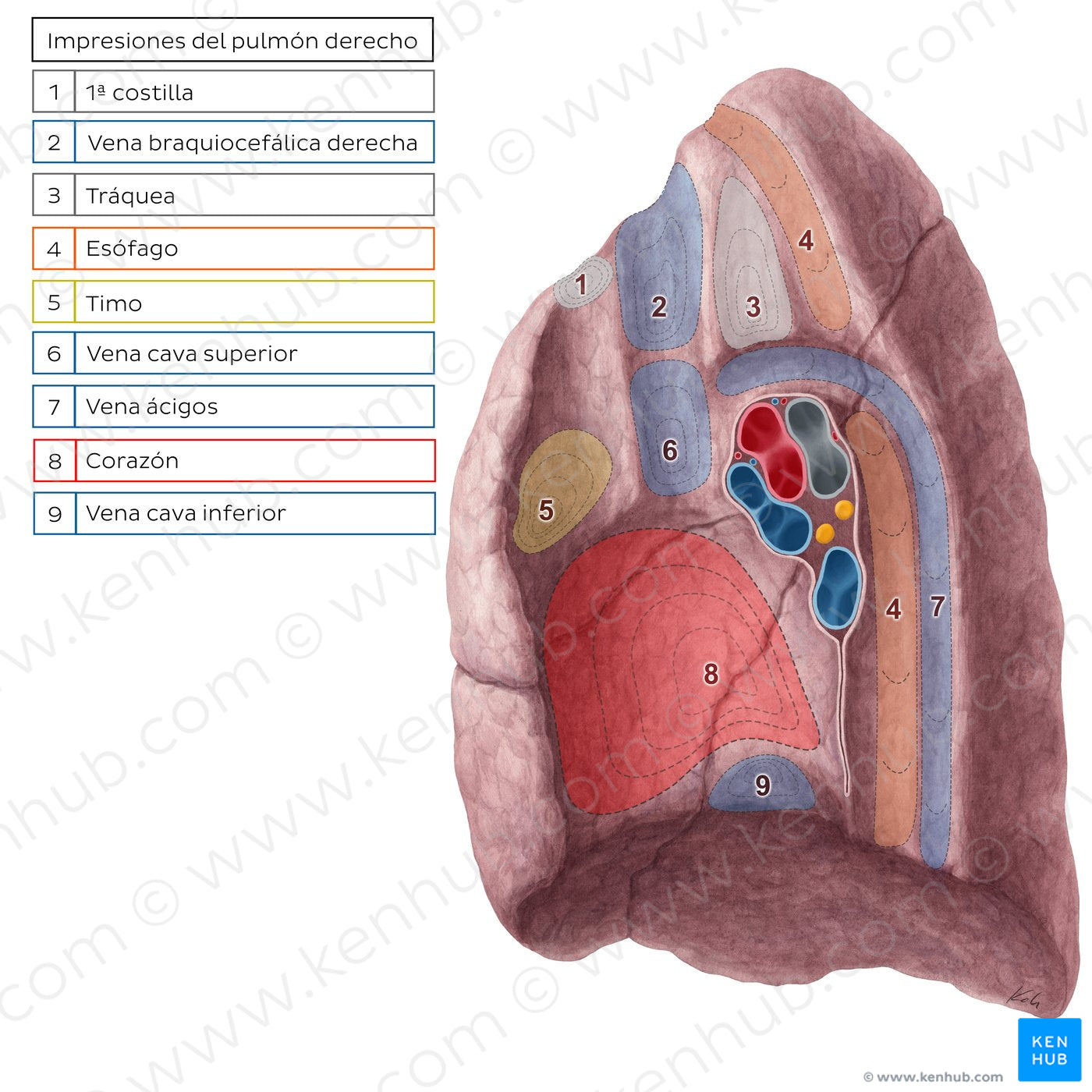 Impressions of right lung (Spanish)