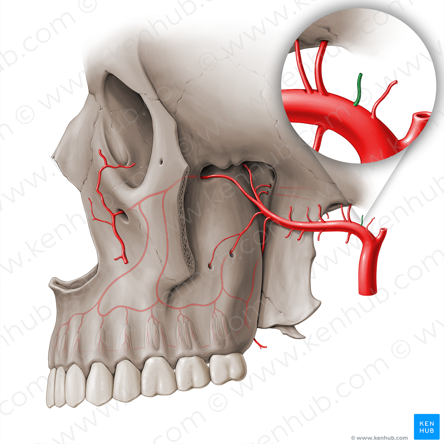 Anterior tympanic artery (#18504)
