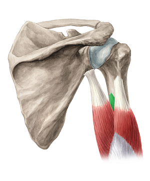 Medial head of triceps brachii muscle (#2414)