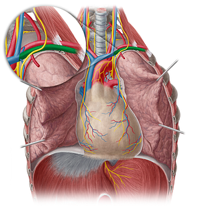 Left subclavian vein (#10607)