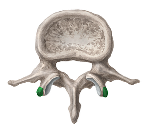 Mammillary process of lumbar vertebra (#8218)