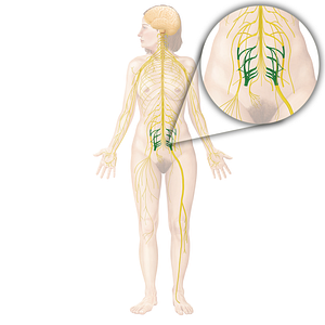 Sacral plexus (#8037)