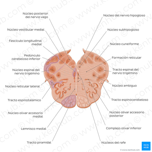 Medulla oblongata: Vagus nerve level  (Spanish)